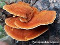 Pycnoporellus fulgens-amf1552-3